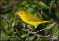 _1SB7102 yellow warbler